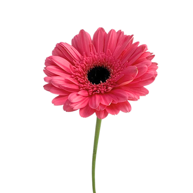 Gerbera Daisy, Dark Center