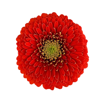 Gerbera Daisy, Gerrondo