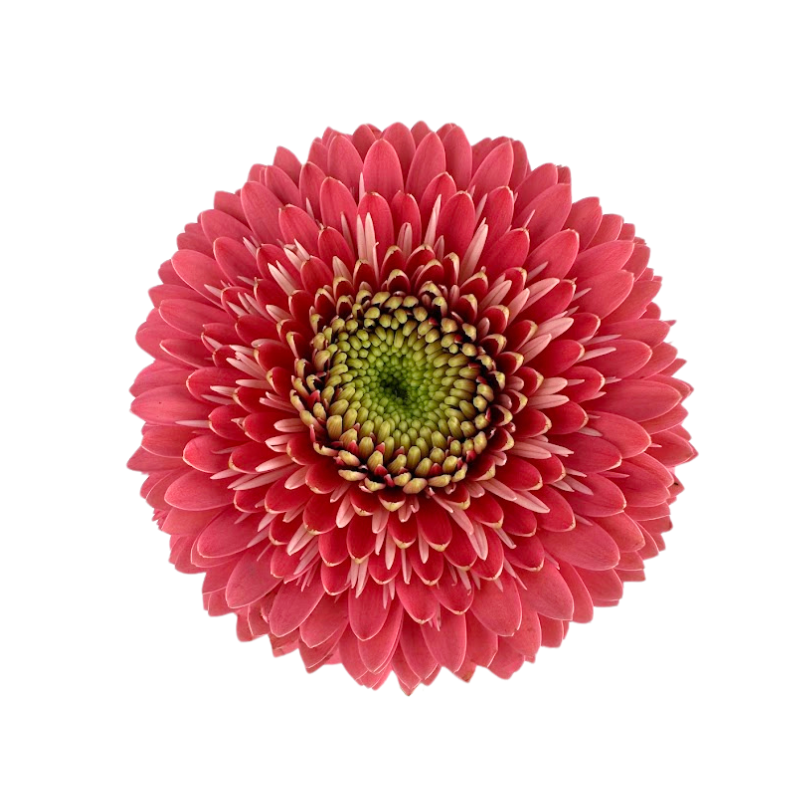 Gerbera Daisy, Gerrondo