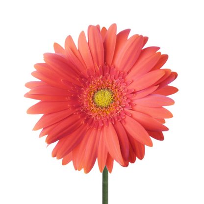 Gerbera Daisy, Light Center