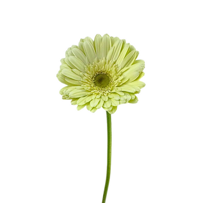 Gerbera Daisy, Light Center