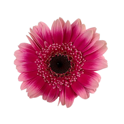 Gerbera Daisy, Mini