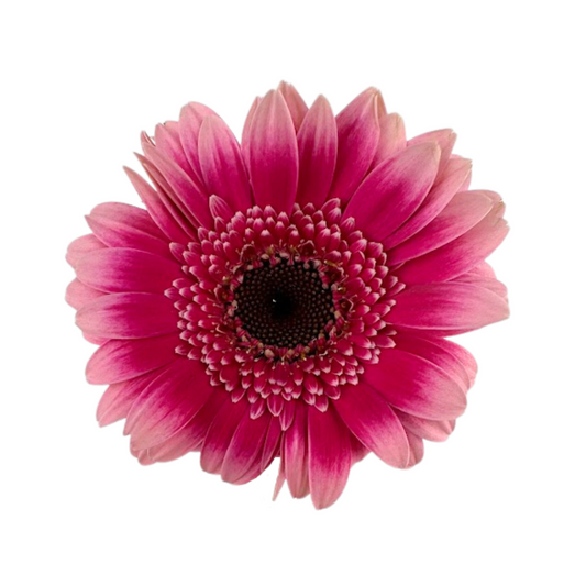 Gerbera Daisy, Mini