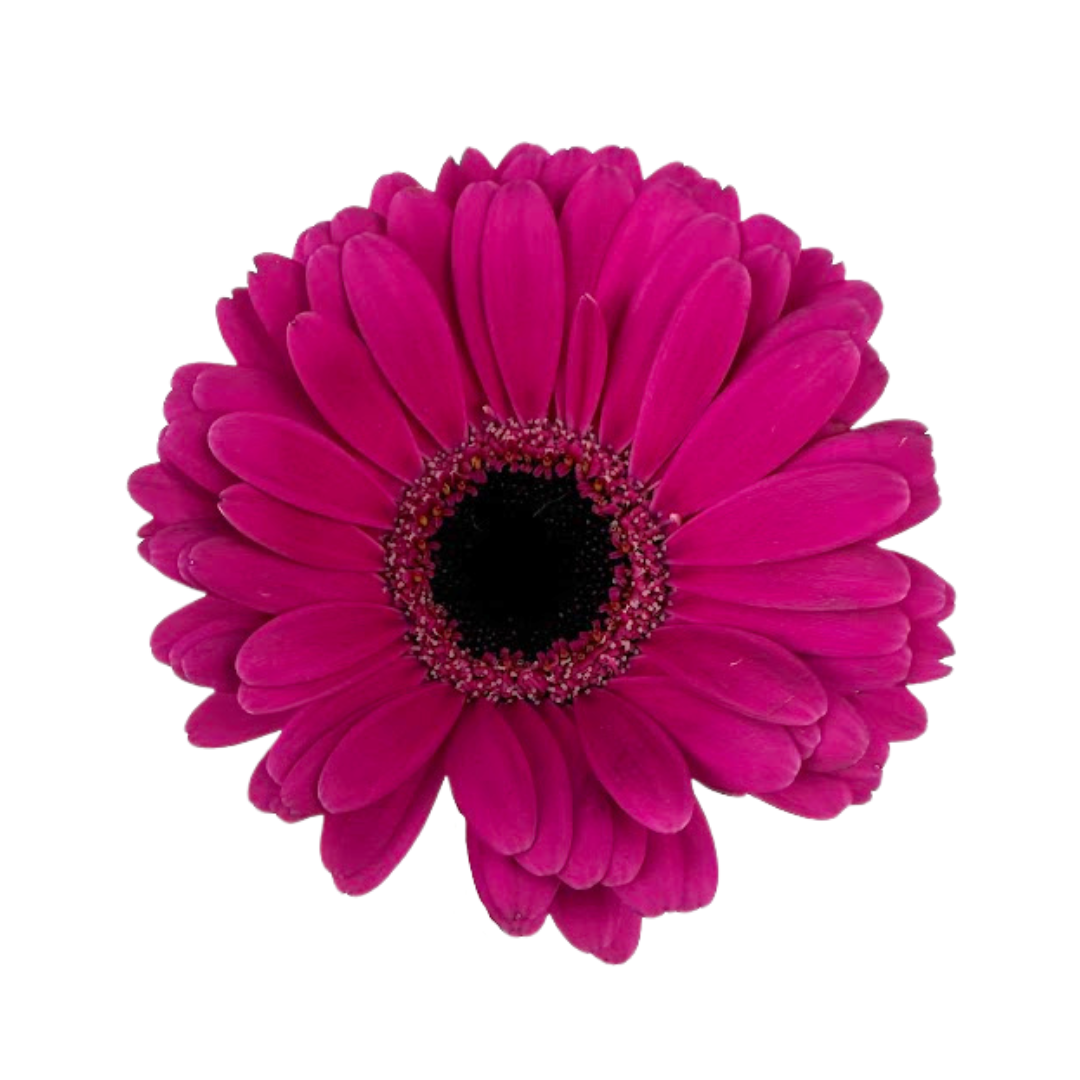 Gerbera Daisy, Mini