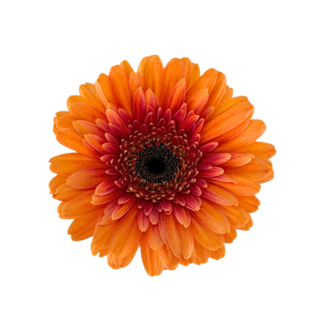 Gerbera Daisy, Mini