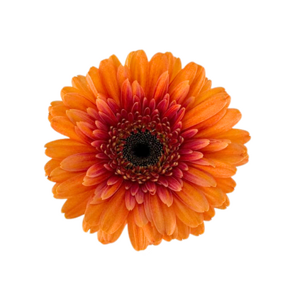 Gerbera Daisy, Mini