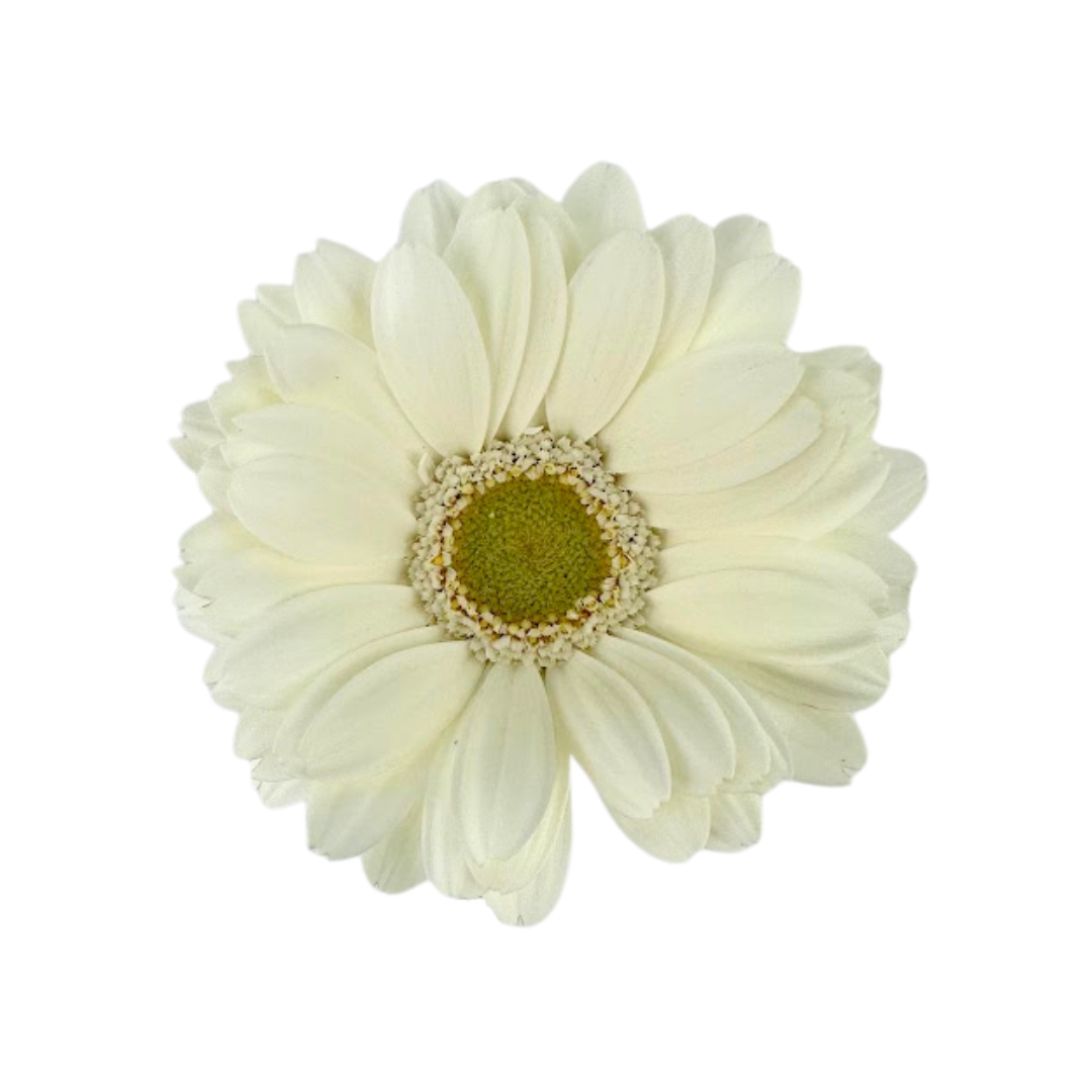 Gerbera Daisy, Mini