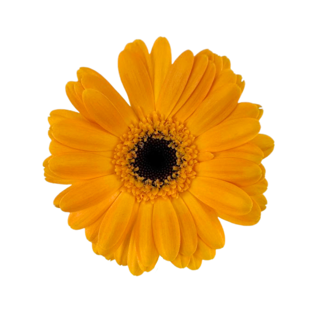 Gerbera Daisy, Mini
