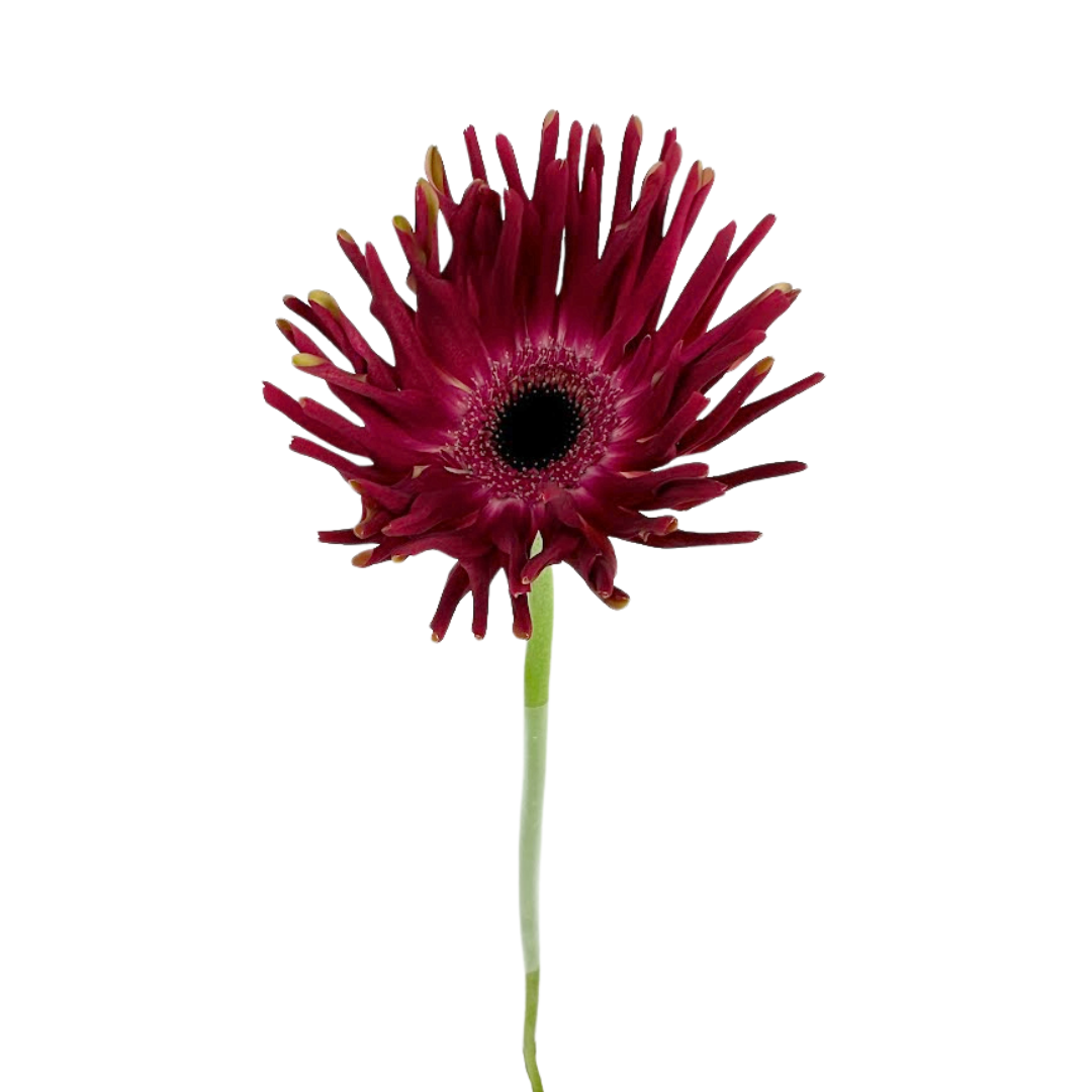 GERBERA DAISY, SPIDER
