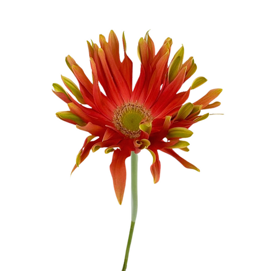 Gerbera Daisy, Spider