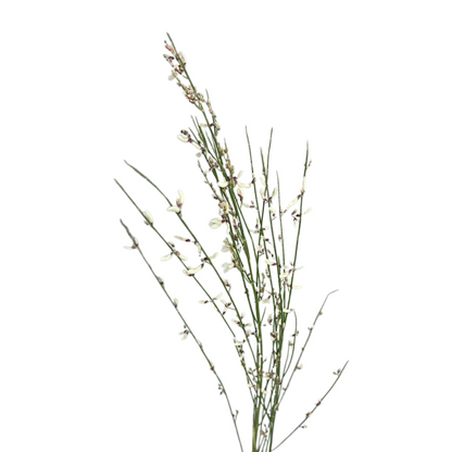 Ginestra