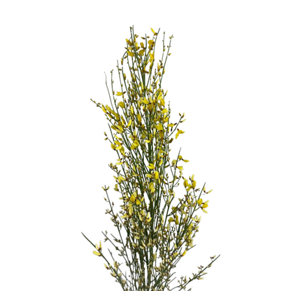 Ginestra