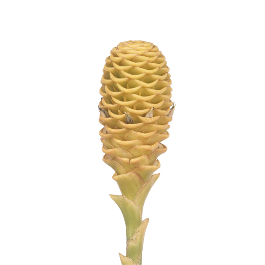 Ginger, Shampoo