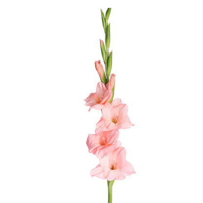 Gladiola