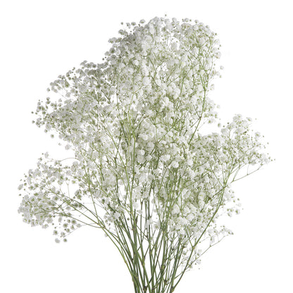 Gypsophila