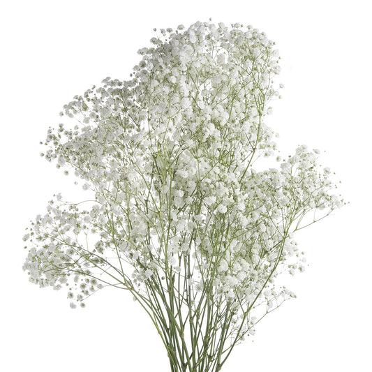 GYPSOPHILA