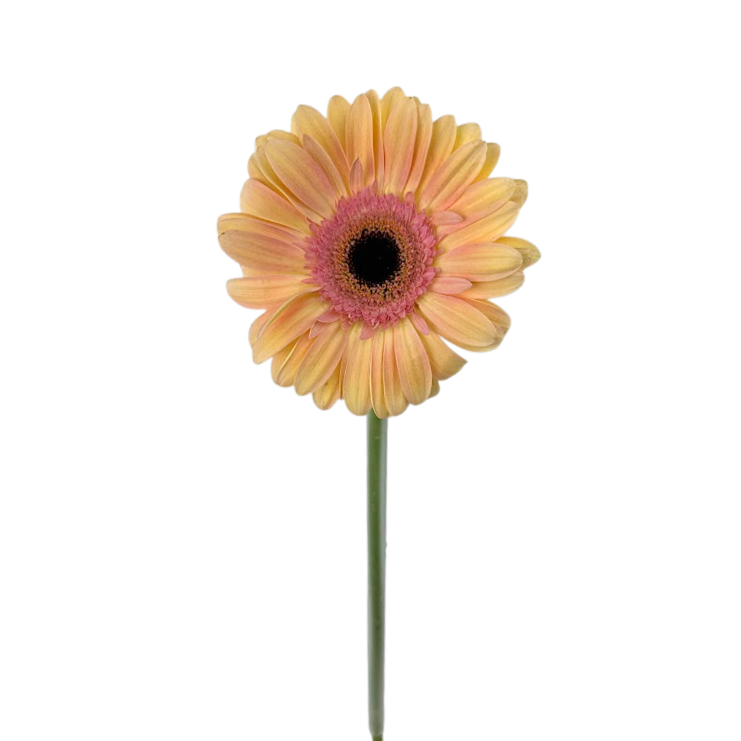 Gerbera Dark Center Peach (10 stems)