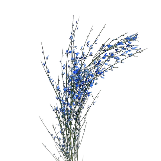 Ginestra Blue