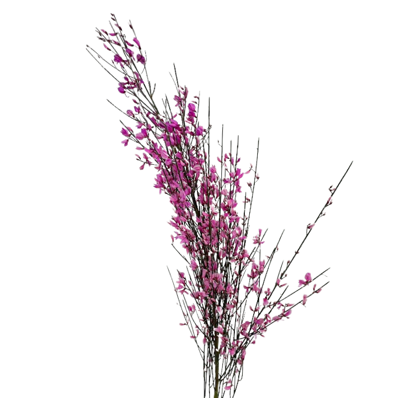 Ginestra Hot Pink
