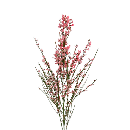 Ginestra Pink