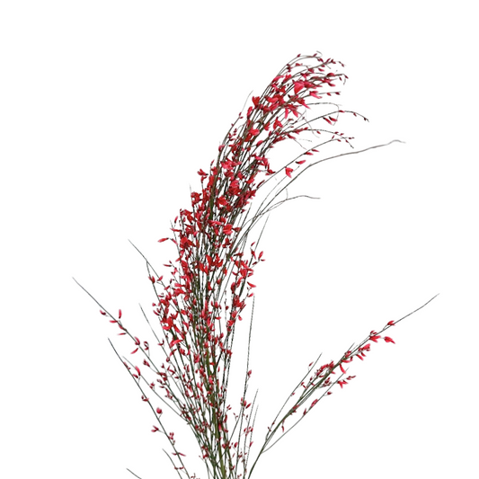 Ginestra Red