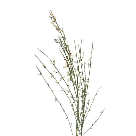 Ginestra White