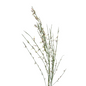 Ginestra White (10 stem bunch)