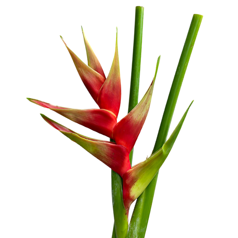 HELICONIA