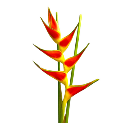 HELICONIA