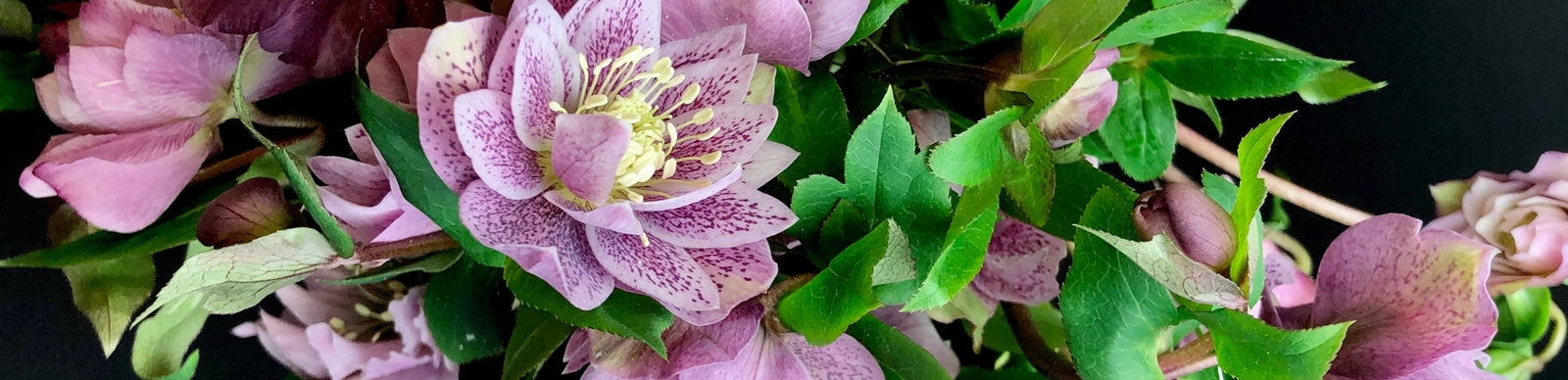 Fresh-cut mauve hellebores at Metro Flower Market