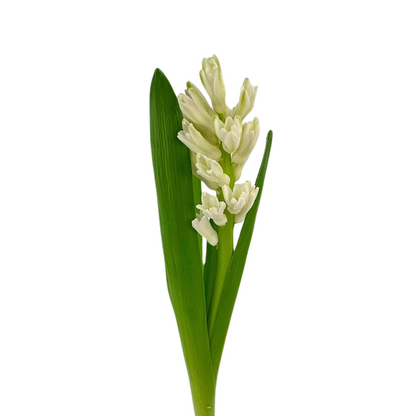 Hyacinth