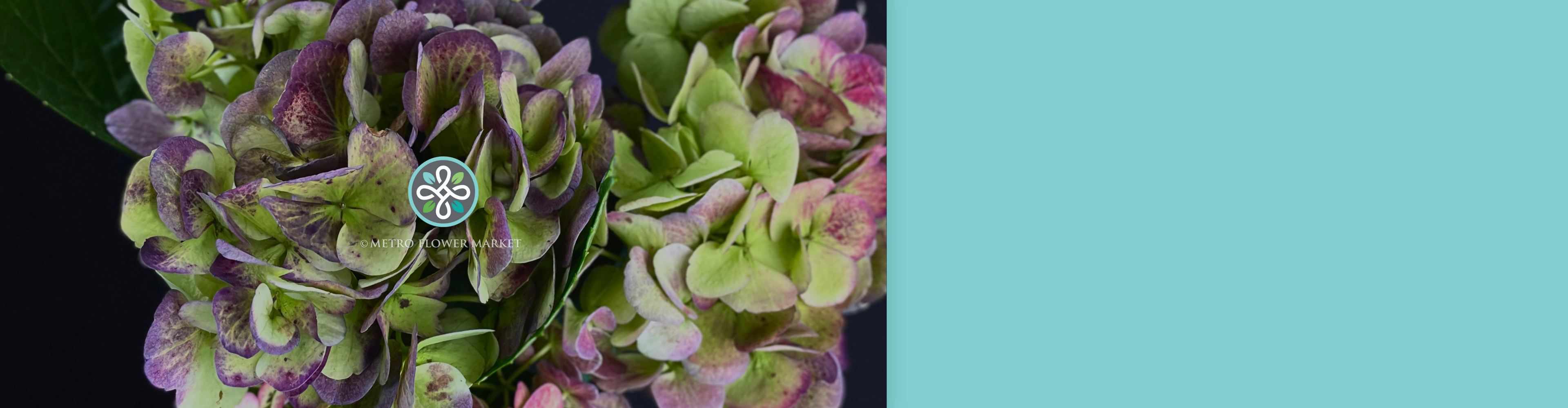 A closeup image of antique green hydrangea with hints of burgundy and mauve against a dark background.