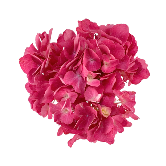 HYDRANGEA, MAGICAL