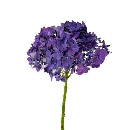 Hydrangea, Select
