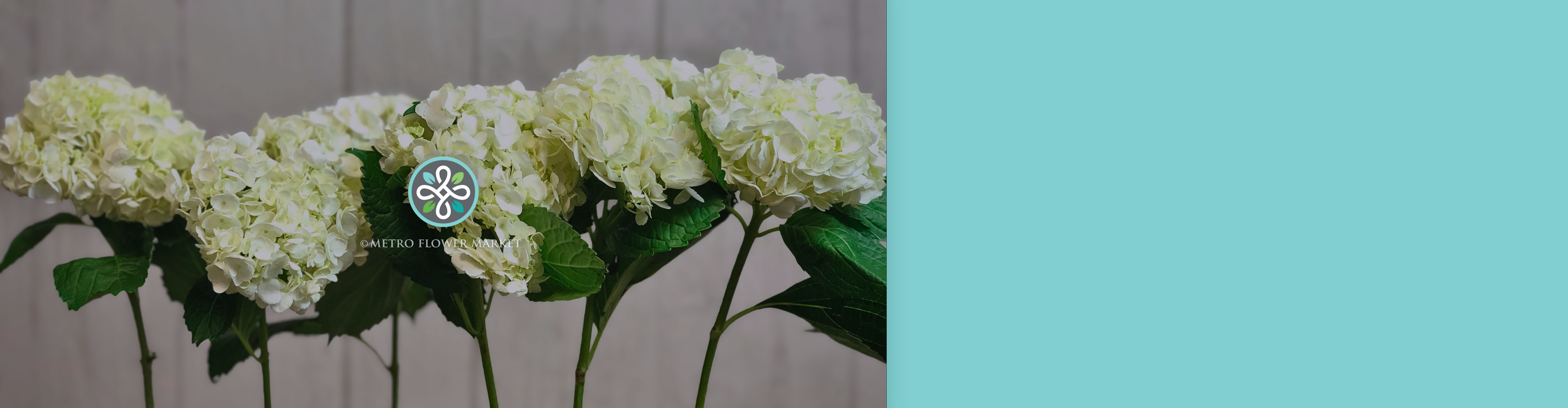 A row of 6 white hydrangea stems standing up in front of a wood panel and next to a solid aqua background color.