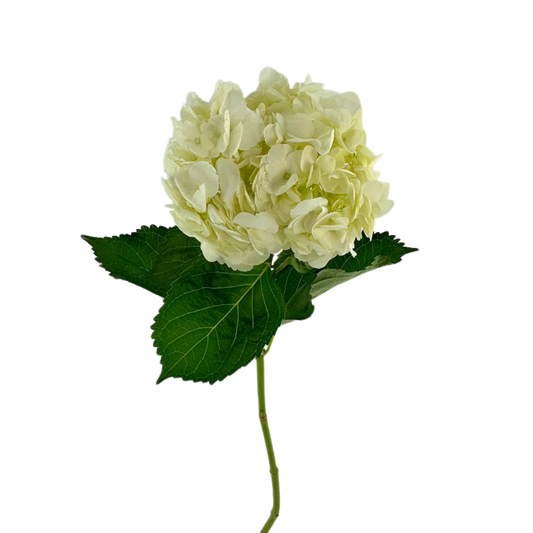 A single stem hydrangea with white petals and green leaves.