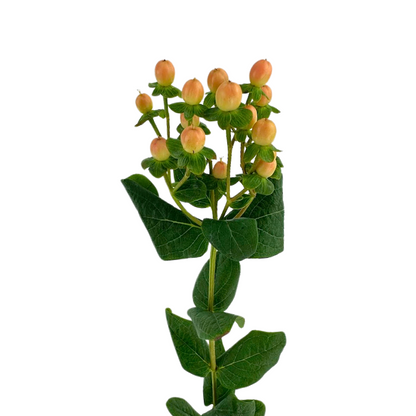 Hypericum