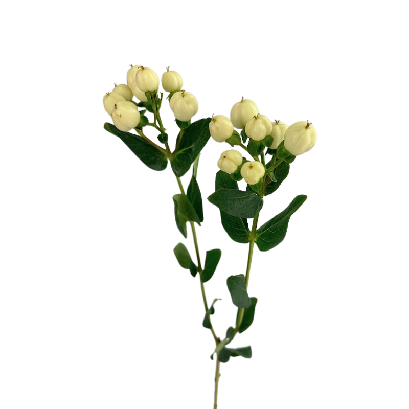 Hypericum