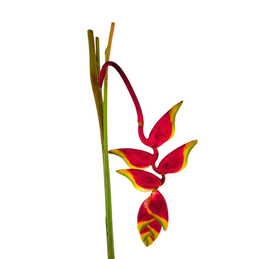 Heliconia Rostrata Hanging