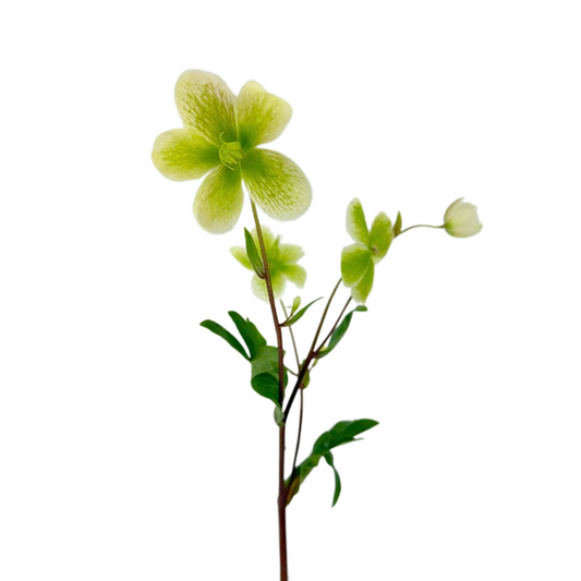 Helleborus Green
