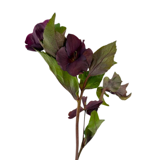 Helleborus Burgundy (10 Stems)