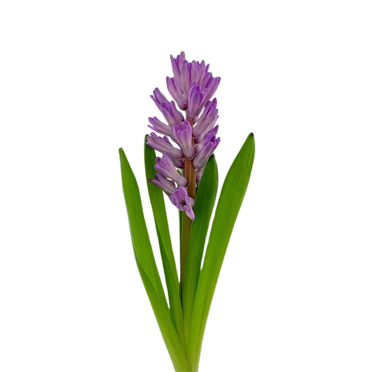 Hyacinth Lavender (5 Stems)