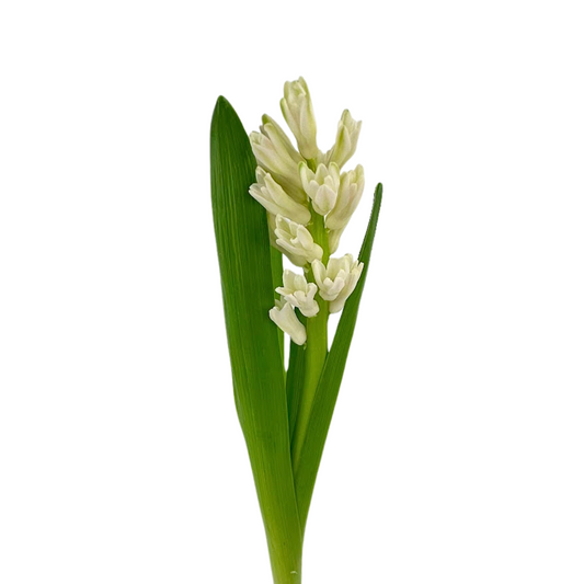 Hyacinth White