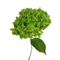 Hydrangea Emerald Green (Single Stem)