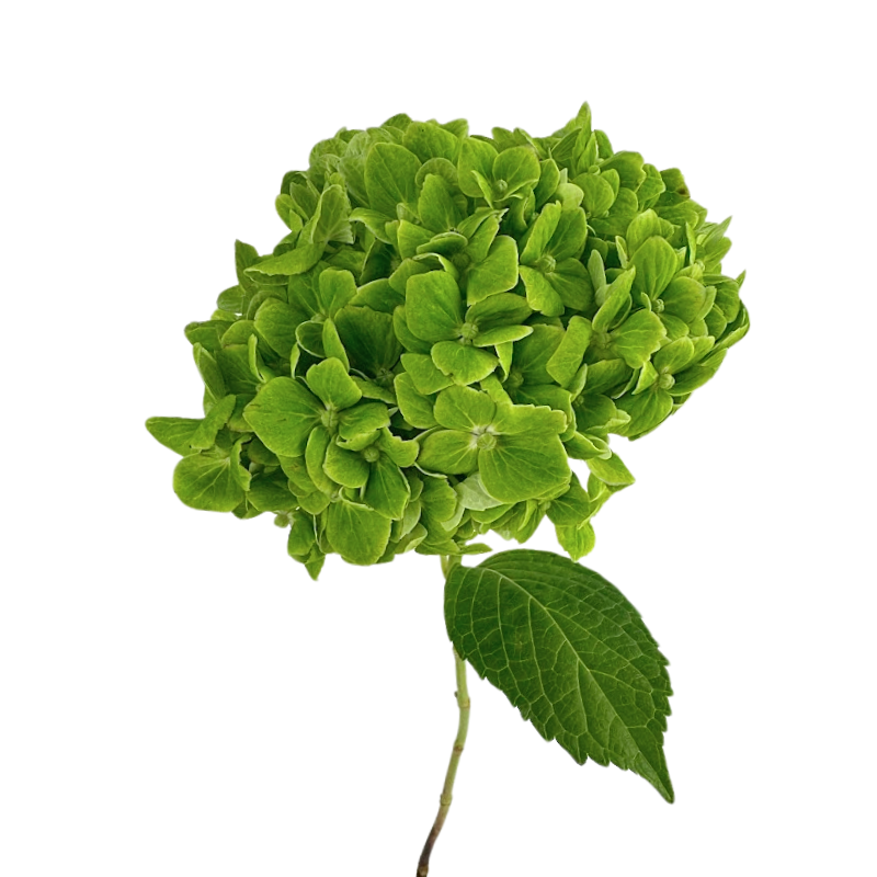 Hydrangea Emerald Green (Single Stem)