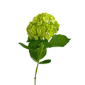 Hydrangea Mini Green (Single Stem)