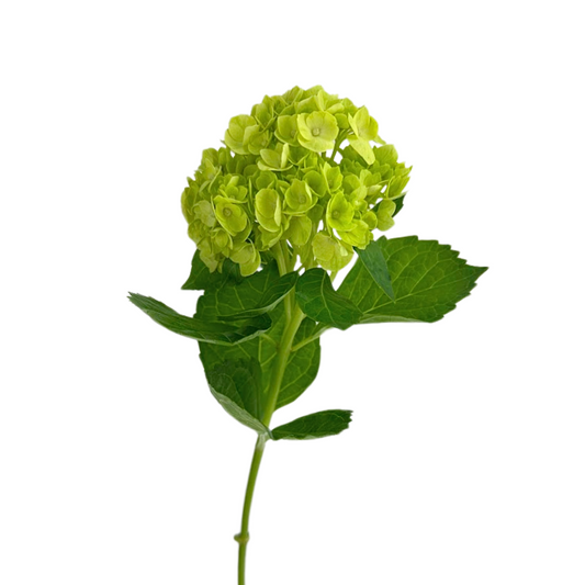 Hydrangea Mini Green (5 Stems)