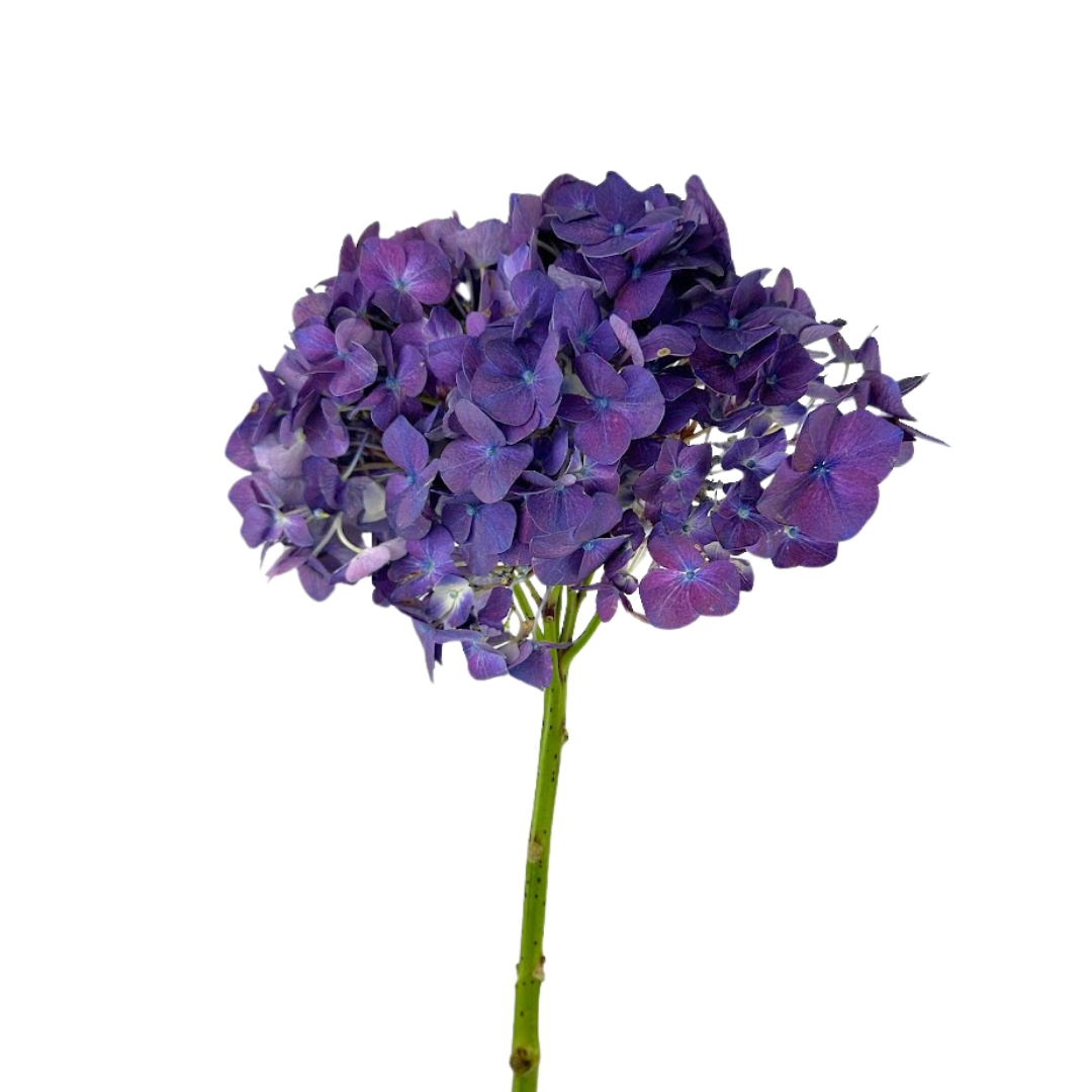 Hyrangea Purple