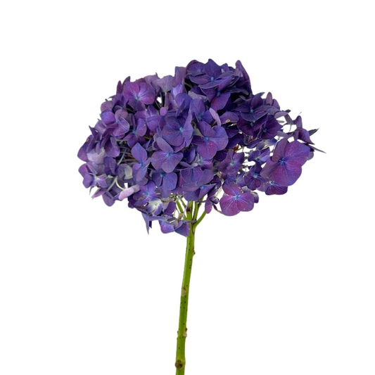 Hydrangea Purple