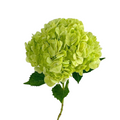 Hydrangea Sage Green (Single Stem)